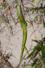Colchicum eucomoides
