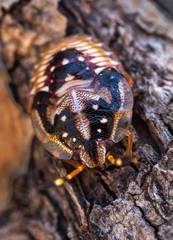 Anischys luteovarius