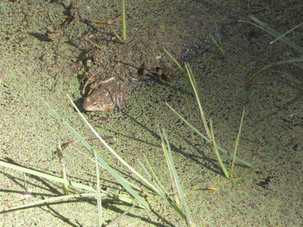 Foothill Yellow legged Frog In October 2021 By Jprbelli INaturalist foothill-yellow-legged-frog-in-october-2021-by-jprbelli-inaturalist