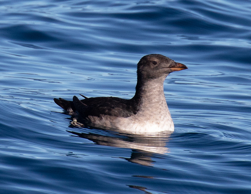 Rhinoceros Auklet