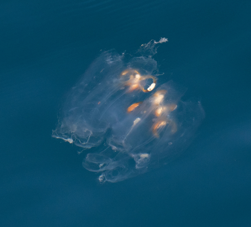 photo of (Cyclosalpa affinis)