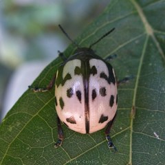 Leptinotarsa lacerata