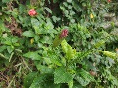Hibiscus rosa-sinensis