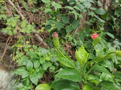 Hibiscus rosa-sinensis