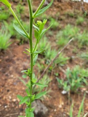 Nidorella auriculata