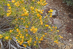 Oedera oppositifolia