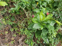 Hibiscus rosa-sinensis