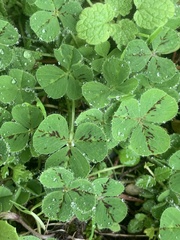 Trifolium subterraneum