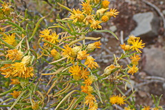 Oedera oppositifolia