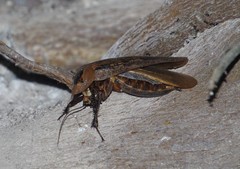 Archimandrita tessellata