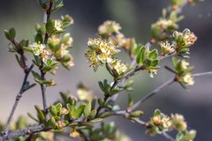 Micrantheum serpentinum