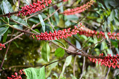 Sarcopera anomala