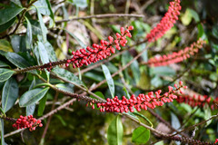 Sarcopera anomala