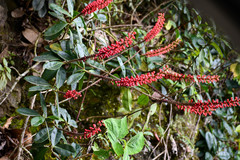 Sarcopera anomala