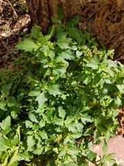 Amaranthaceae