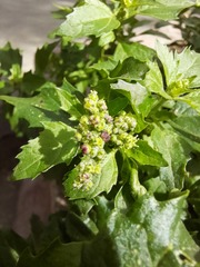 Amaranthaceae