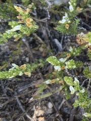 Aspalathus hispida hispida