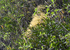 Elleanthus capitatus