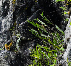 Elleanthus capitatus