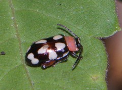 Omophoita simulans