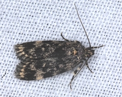 Barea codrella