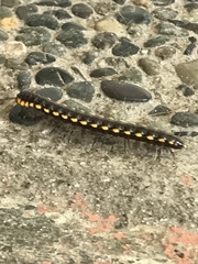 Asiomorpha coarctata