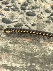 Asiomorpha coarctata