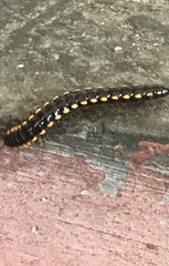 Asiomorpha coarctata