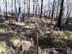 Pleurospermum uralense
