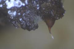 Subramaniula flavipila