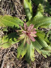Eucomis regia