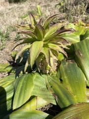 Eucomis regia