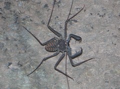 Phrynus whitei