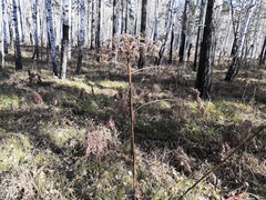 Pleurospermum uralense