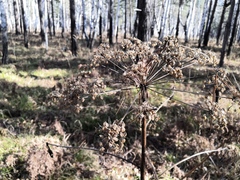 Pleurospermum uralense