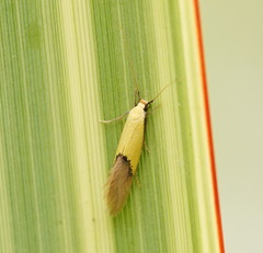 Opogona protodoxa