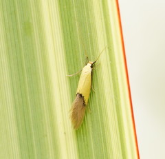 Opogona protodoxa