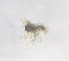 Subramaniula flavipila