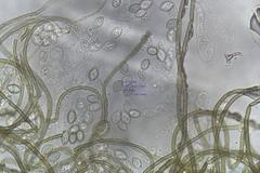 Subramaniula flavipila