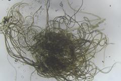 Subramaniula flavipila