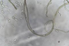 Subramaniula flavipila