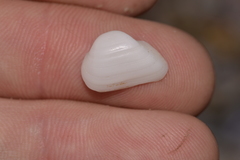 Striarca pisolina