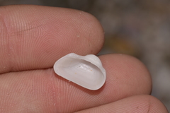 Striarca pisolina