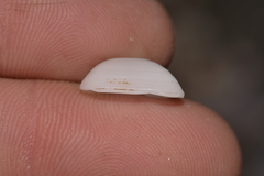 Striarca pisolina