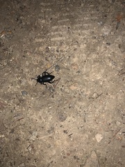 Eleodes grandicollis