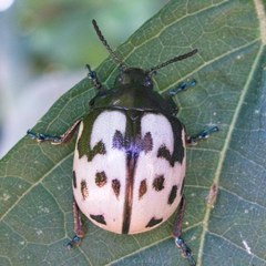 Leptinotarsa lacerata