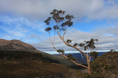 Eucalyptus coccifera