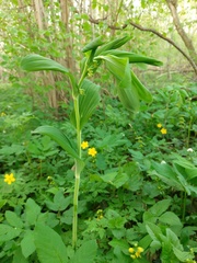 Polygonatum multiflorum