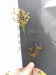Juncus marginatus
