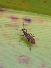 Pachyurinus sticticus
